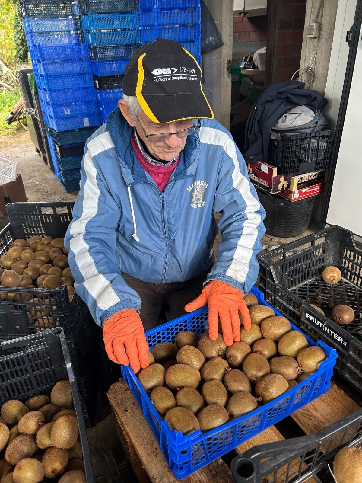 Clasificación manual – cultivo de kiwi ecológico en Tomiño