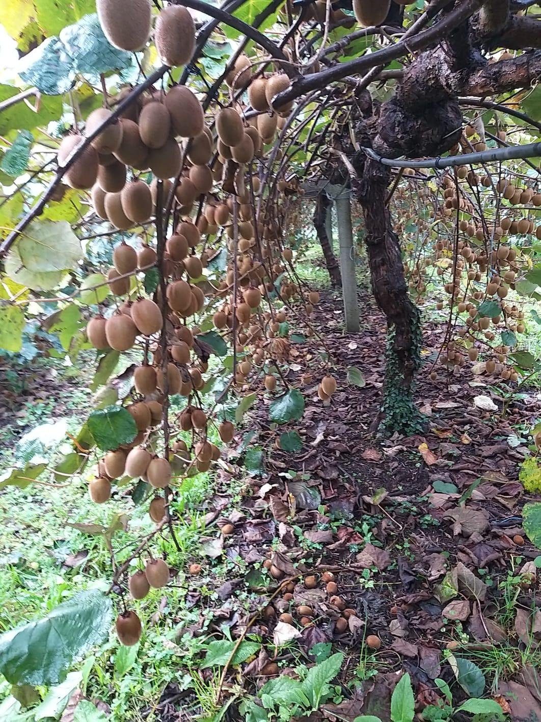 Crecimiento – cultivo de kiwi ecológico en Tomiño