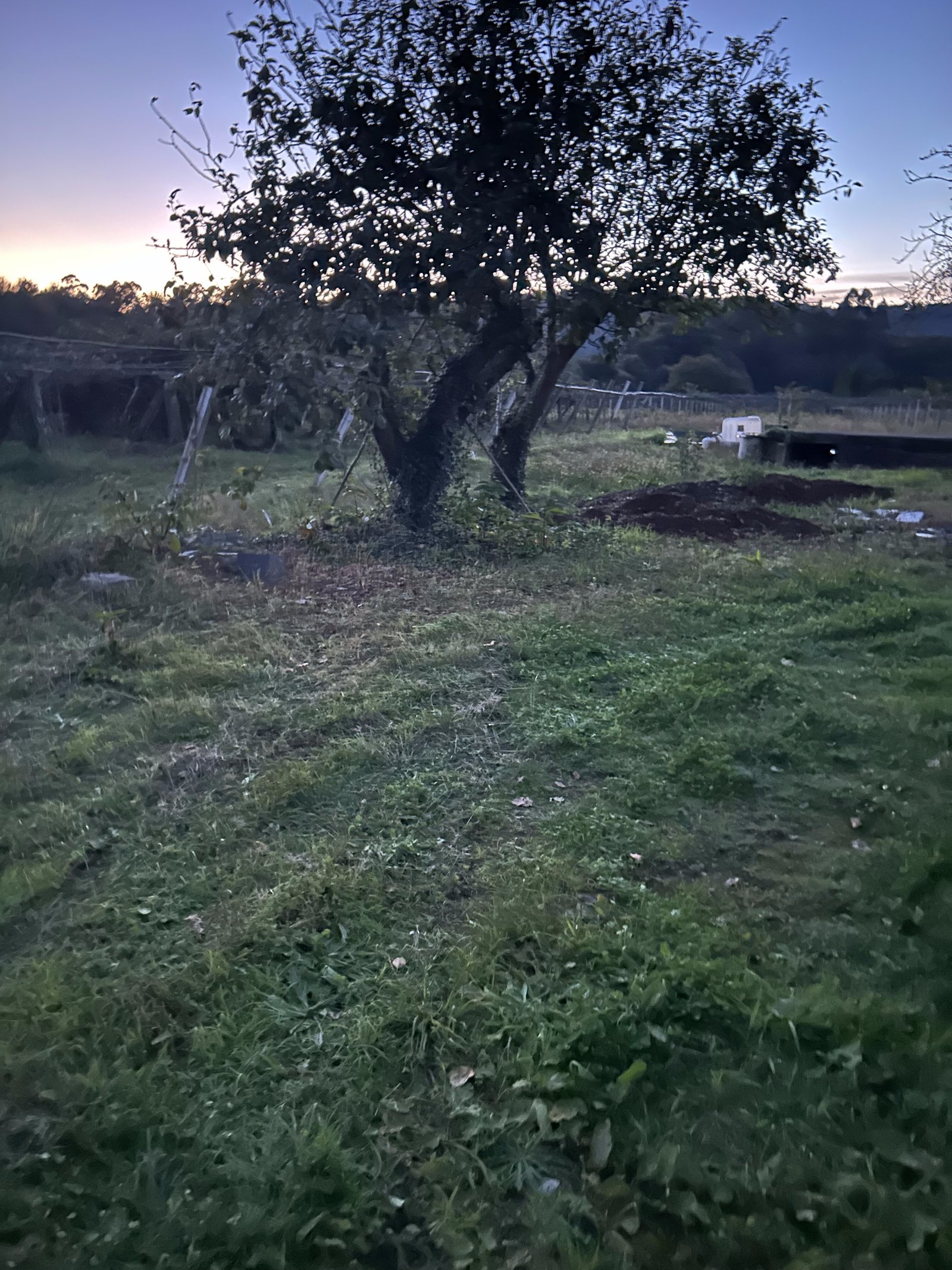 Atardecer en la finca de Kiwieco en Goián