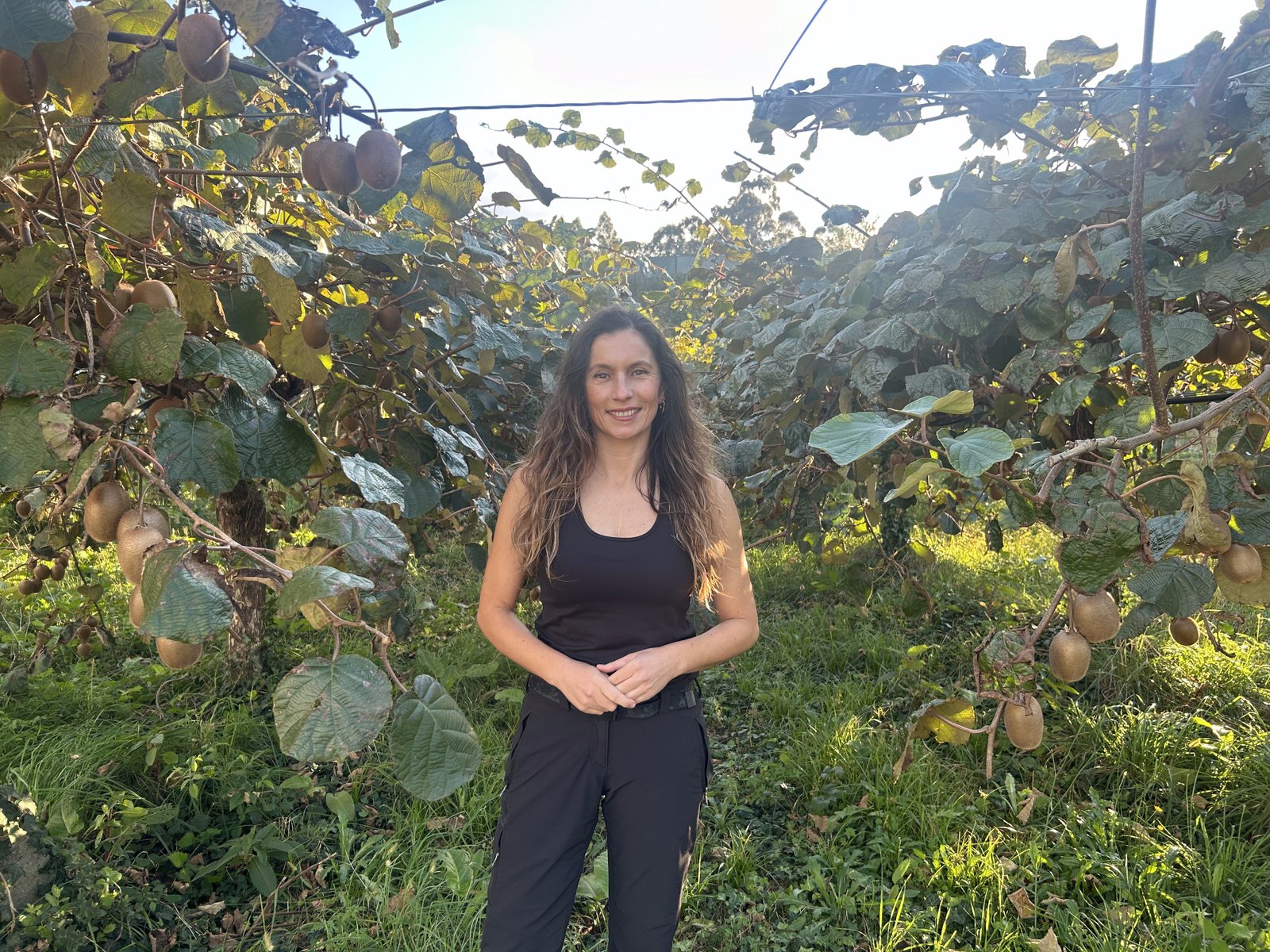 Finca de kiwi ecológico Kiwieco en Goián, Tomiño