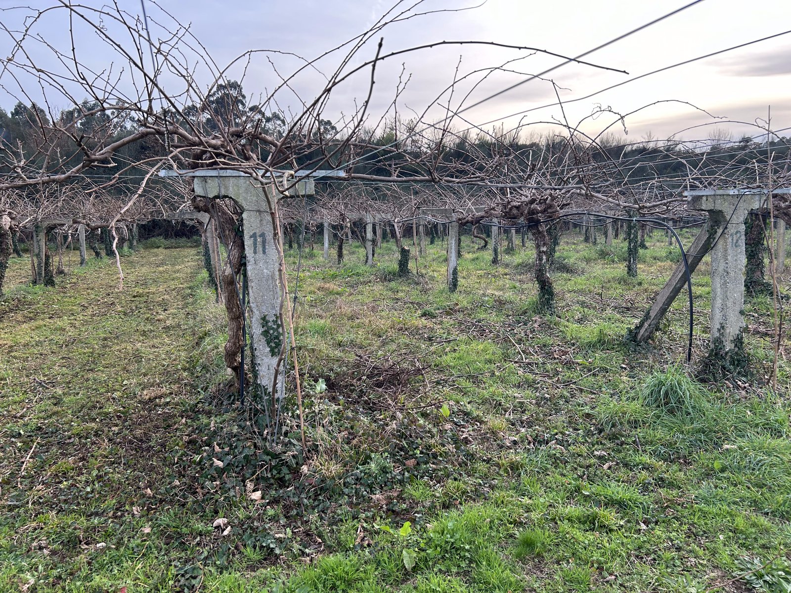 Invierno en la finca – cultivo de kiwi ecológico en Tomiño