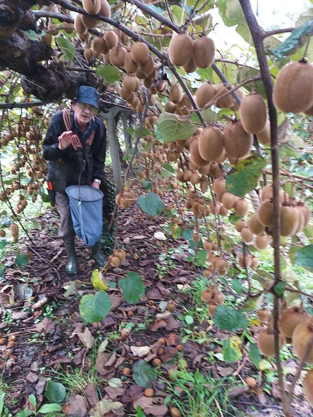 Selección visual (monda) – cultivo de kiwi ecológico en Tomiño